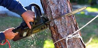 Logan, UT Tree Removal and Landscaping Services Company